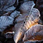 Sunbeam with Frost by Carol Hall Highly Commended