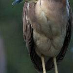 Nankeen Night Heron Portrait by Carol Hall Highly Commended