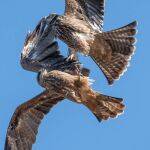 Black Kites Squabbling by Carol Hall Highly Commended