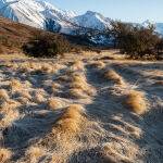 Golden Tussocks by Carol Hall Highly Commended