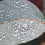 MAGNIFYING GUM LEAF VEINS by Leo Ryan