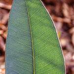 NEW GUM LEAF by Leo Ryan