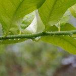 Raining on my Lemon Tree very pretty by Leo Ryan