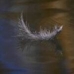 A Kiss of Feather on Water by Mark Bevelander