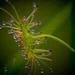 Drosera Insect Catcher by Mark Bevelander 1st Place