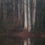 Eucalypt Reflection on a Misty Day by Mark Bevelander