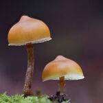 Snugglepot Fungi by Mark Bevelander 3rd Place