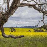 Fields of Yellow by Vera Paulin Score 13