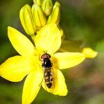 Hoverfly Feeding by Betty Bibby Score 13