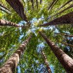 Redwoods Skywood by Betty Bibby Score 12