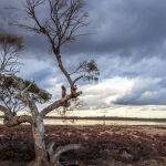 Alone at Lake Crosbie by Trevor Bibby Score 12