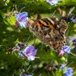 Butterfly Feeding by Trevor Bibby Score 12