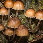 Autumnal Fungi by Carol Hall