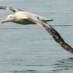 Wandering Albatross by Carol Hall 2nd Place Score 15