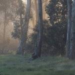 Disappearing Fog by Anne Wilson Highly Commended Score 14