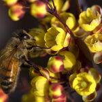 Bee on Berbera by Anne Wilson