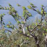 Budgerigar Tree by Leo Ryan Score 10