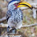 Southern Yellow-billed Hornbill by Leo Ryan Score 12