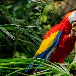 Enjoying a snack by Mark Bevelander Score 11