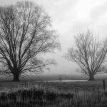 Trees in the mist by Mark Bevelander