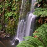 Falls among the ferns by Mark Bevelander Score 13