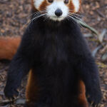 Red Panda wants a hug by Sonia Bickley 2nd Place