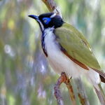 blue faced honeyeater by Trevor Parry