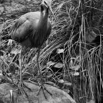 heron by Trevor Parry