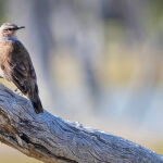 Watch the birdie by Murray McEachern