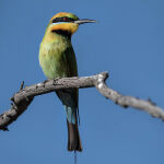 Rainbow Bee Eater by Judy McEachern