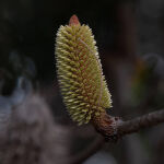 Banksia by Judy McEachern 1st Place