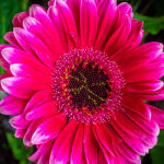 Heart of the Gerbera by Betty Bibby Highly Commended