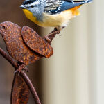 Inquisitive Pardalote by Betty Bibby Highly Commended