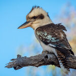 Kookaburra at Lara Wetlands by Betty Bibby