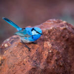 Splendid Fairy Wren by Betty Bibby