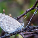 White Butterfly by Betty Bibby