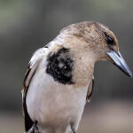 Baby Butcherbird by Trevor Bibby