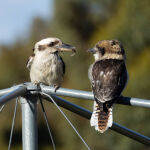 Feed Time by Trevor Bibby