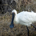 Royal Spoonbill by Trevor Bibby