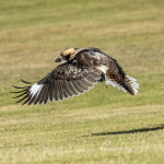 Take Off by Trevor Bibby Highly Commended