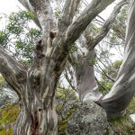 Shapely Snowgums by Carol Hall