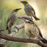 Spiny-cheeked Honeyeater by Carol Hall Highly Commended+ Peoples Choice Award 