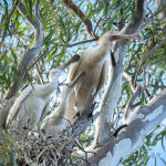 Spoonbill Family by Carol Hall