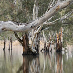 Barmah in Flood by Anne Wilson