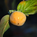 Persimmon by Anne Wilson