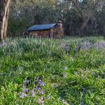 La Franchi Hut amongst the bluebells by Mark Bevelander Highly Commended