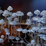A Fungi Family by Mark Bevelander 2nd Place