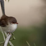 A restful moment by Mark Bevelander