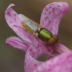 Big eyes on the Hyacinth by Mark Bevelander