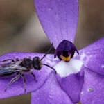 Native Bee on Orchid by Mark Bevelander 3rd Place